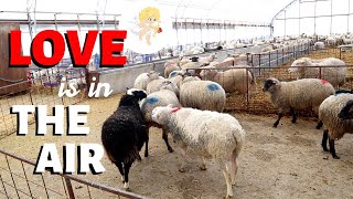 LOVE IS IN THE AIR how sheep get pregnant Vlog 224 [upl. by Isyed]