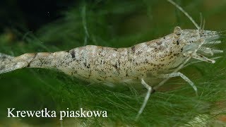 Krewetka piaskowa Crangon crangon Sand shrimp 4K [upl. by Froma]