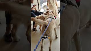 cute labradors together😍 yt cutedog labradordogs [upl. by Fotinas176]