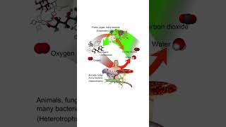 Diversity in living organisms Plants and Animalia Classification Whittaker [upl. by Godwin]