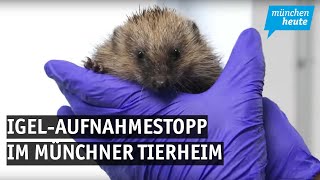 IgelAufnahmestopp im Münchner Tierheim [upl. by Seiuqram9]