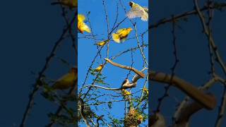 weaver attack boomslang [upl. by Brnaba]