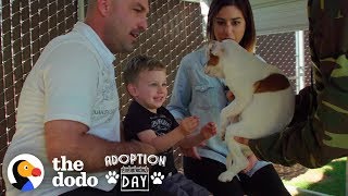 This Pittie Was Pregnant In A Shelter When She Found The Best Family  The Dodo Adoption Day [upl. by Ntisuj875]