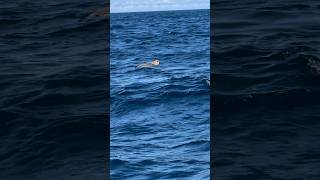 Huge Loggerhead Sea Turtle florida fishing seaturtles shorts viralvideo [upl. by Paulsen]