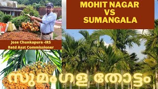 Karnataka Sumangala farm  സുമംഗല കവുങ്ങ് കൃഷി അറിയേണ്ടതെല്ലാം  Ep 4  Chunkapura Nursery [upl. by Eveiveneg971]