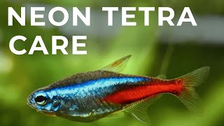 Neon Tetra Care Guide Mates Tank Setup Diet amp Breeding [upl. by Ahsiuqal]