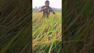 Research trial panicle selection to count gain per panicle🌾rice agriculture phd research shorts [upl. by Ahseniuq]