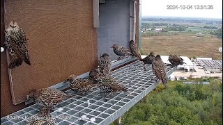 Wesoła gromadka w odwiedzinach u pustułek KonstancinJeziorna ORANGE Polska 04102024 [upl. by Elad479]