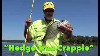 Pulling Crappie From Deep Water Hedge Trees [upl. by Nwahsauq]