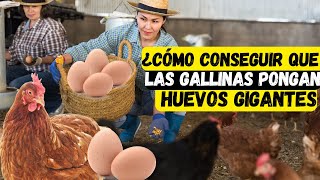 ¿Cómo conseguir que las gallinas pongan huevos gigantes [upl. by Jamill]