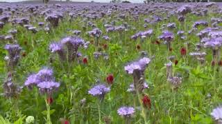 Lacy Phacelia and Crimson Clover [upl. by Eyot]