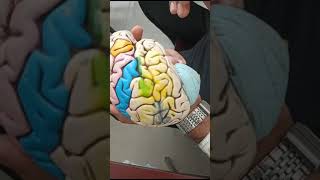 ।।Brain Model।।Bangla Demonstration।। [upl. by Norraf77]