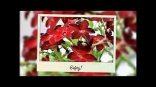 How To Grow Nicotiana From Seed [upl. by Noswad]