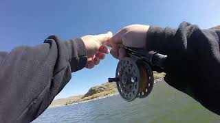 Fly Fishing for Large Rainbow Trout Fall mid OCT 2024 fishing flyfishing [upl. by Llerrom]