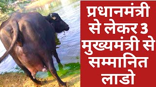 Best Murrah Buffalo Laddo from Beniwal Dairy farm at Dehradun Dairy expo 2018 [upl. by Ambrosine]