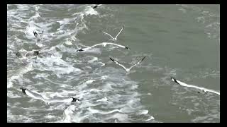 Black Headed Gull [upl. by Tezzil891]