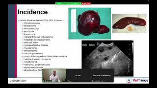 Zomedica sponsored webinar l Hemoperitoneum l Spleen l VetGuardian l July 17 2024 [upl. by Juta]