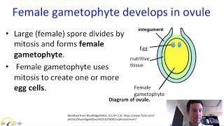 Seeds amp gymnosperms part 1 seeds [upl. by Friedman]