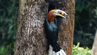 RufousNecked Hornbill  Bird Watching at Latpanchar Darjeeling  Mahananda Wildlife Sanctuary [upl. by Charmian]