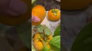 Persimmons fruit genus Diospyros latefall yellow antioxidants fiber vitamina sweet honey [upl. by Aseena]