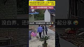 狗狗血脉觉醒叼回来一只兔子邀功，没想到结局尴尬了 萌宠 搞笑 宠物生活 [upl. by Scopp]