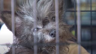 More Than 100 Animals Rescued from Arkansas Puppy Mill [upl. by Pollux881]