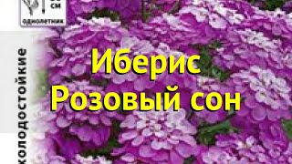 Иберис зонтичный Краткий обзор описание характеристик iberis umbellata Розовый сон [upl. by Sonitnatsok]