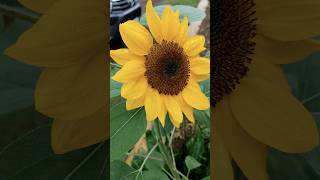 Fully bloom Sunflower in Doalnara Claveria Philippines 😍🌻 [upl. by Henderson352]