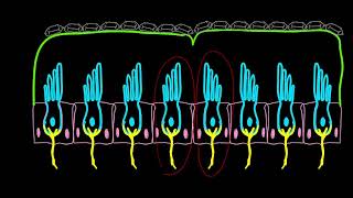 Utricle amp Saccule a Simple Explanation of How We Sense Motion [upl. by Efinnej]