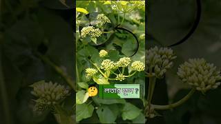 লতা ফুল 🌿 । বিকাশ লতা। Mikania botanical reels flowers plants garden youtubeshorts [upl. by Navetse]