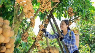 Harvest BON BON amp other fruits and goes to the market sell  Vietnamese Harvesting [upl. by Adnesor]