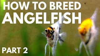 How to Breed Angelfish Hatching the Eggs Part 2 [upl. by Rodmann518]