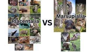 Placentalia vs Marsupialia All parts [upl. by Acinod]