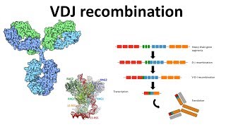 VDJ recombination overview  Generation of antibody diversity  Antibody diversity mechanism  VDJ [upl. by Kania411]