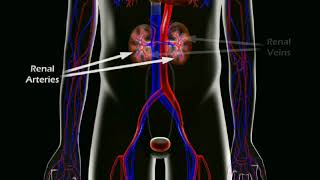 The Risks of Gadolinium Contrast Dye [upl. by Esirehs760]