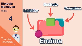 ¿Qué son y cómo funcionan las enzimas [upl. by Lorens]