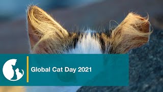 Global Cat Day Alley Cat Allies Exposes GovernmentSanctioned Killing of Cats [upl. by Nicolea747]