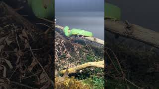 West African Bush Viper Eats Prey snakes snake viper atheris squam venomous food eating [upl. by Eivla]