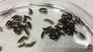 Amphipods amp Copepods for Your Reef Aquarium  Live Food for Marine Fish amp Coral [upl. by Tirrej131]