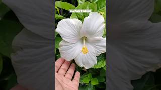 3 Methods to Mealybugs treatment mealybug hibiscu [upl. by Rafter]