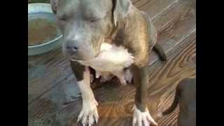 REAL AMERICAN BULLYS BANDOGS PUPPIES FOR SALES [upl. by Magner]