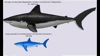 Average Megalodon and maxed sized Great White Shark size comparison [upl. by Eloisa]