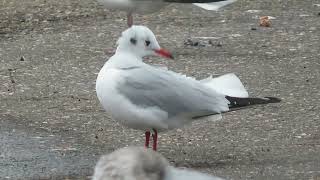 Blackheaded Gull Croicocephalus ridibundus Brouwersdam ZL the Netherlands 30 Nov 2024 10 [upl. by Devlen917]