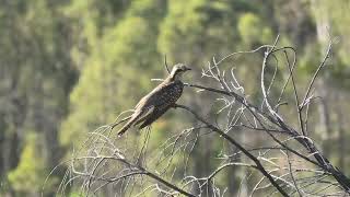 Pallid Cuckoo [upl. by Neeluj]