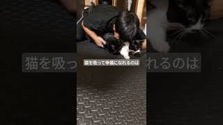 猫吸いダブルcat 猫のいる暮らし piano music bgm [upl. by Tedda]