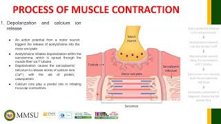 Physiology of Muscle Contraction [upl. by Ayekim]