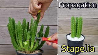 How To Grow Stapelia Gigantea From Cutting l Starfish Cactus Propagation Best amp Easy [upl. by Eire838]