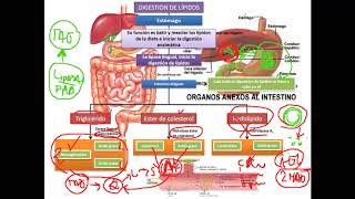 Bioquímica  Digestión y absorción de lípidos [upl. by Atikaj]