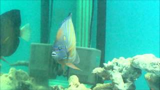 78藍環神仙白尾藍紋 香港Pomacanthus annularisBluering angelfish20130502 [upl. by Atiuqnahs272]