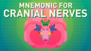 How to Remember the Cranial Nerves Mnemonic  EASIEST WAY [upl. by Hamford]